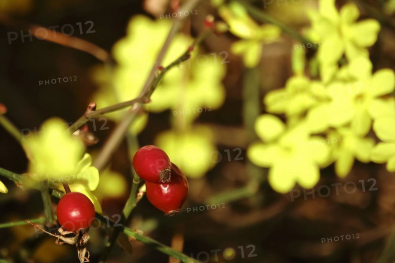 Rosehip and winter jasmine