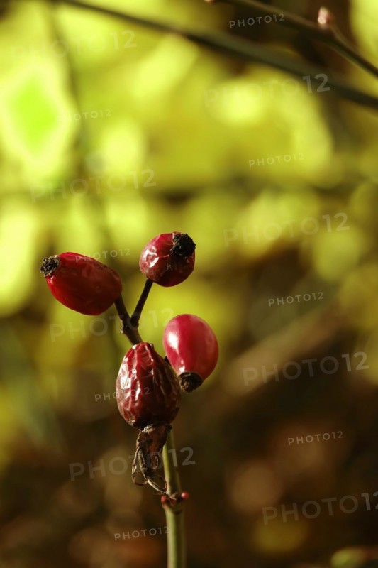 Rosehip and winter jasmine