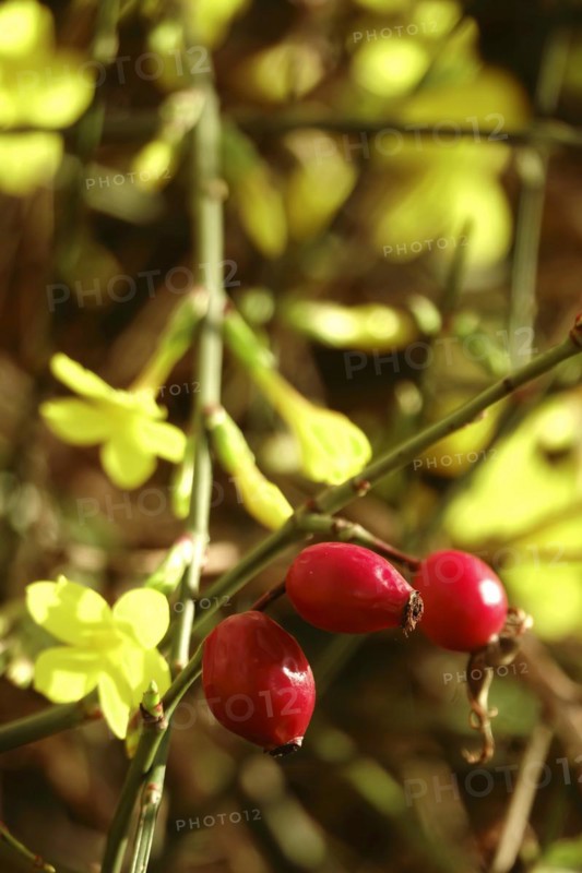 Rosehip and winter jasmine