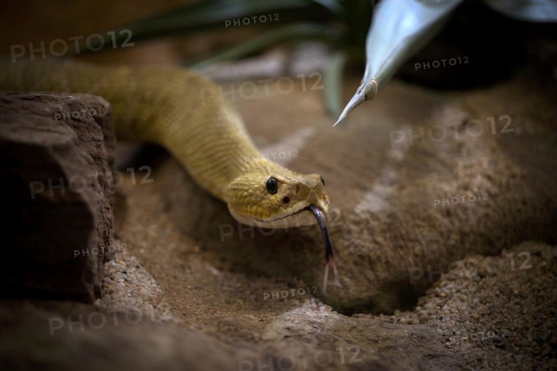 Venomous mexican west coast rattlesnake