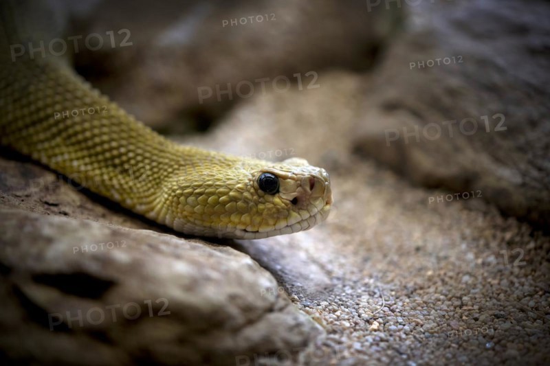 Venomous mexican west coast rattlesnake