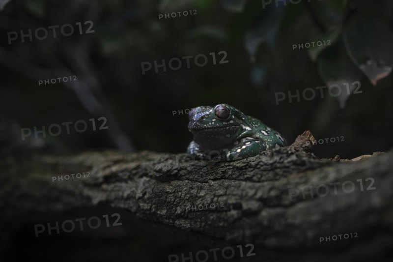 Coral-fingered tree frog