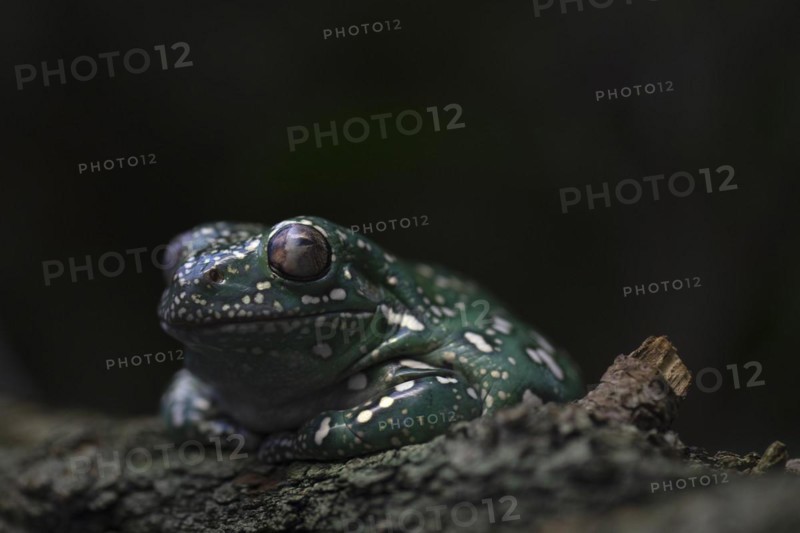 Coral-fingered tree frog