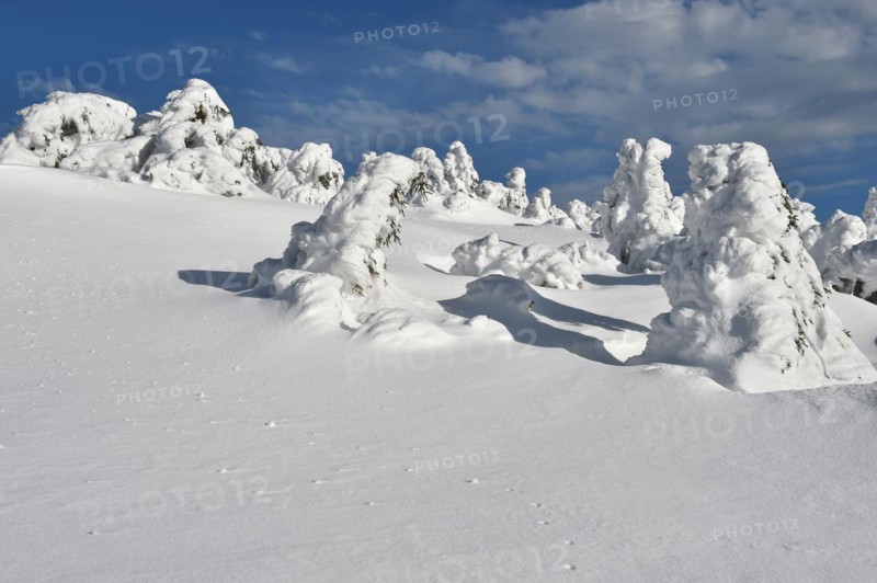 Icy and snowy forest on the Brocken