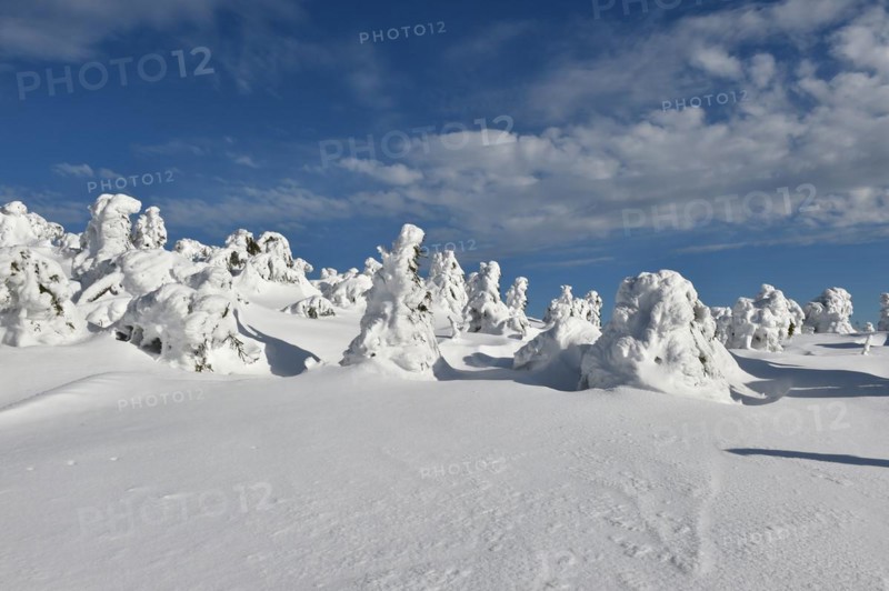 Icy and snowy forest on the Brocken
