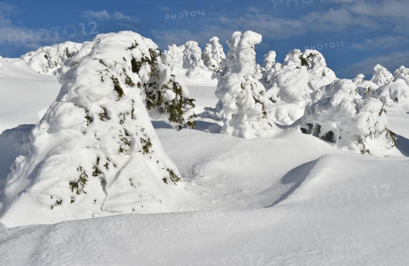 Icy and snowy forest on the Brocken