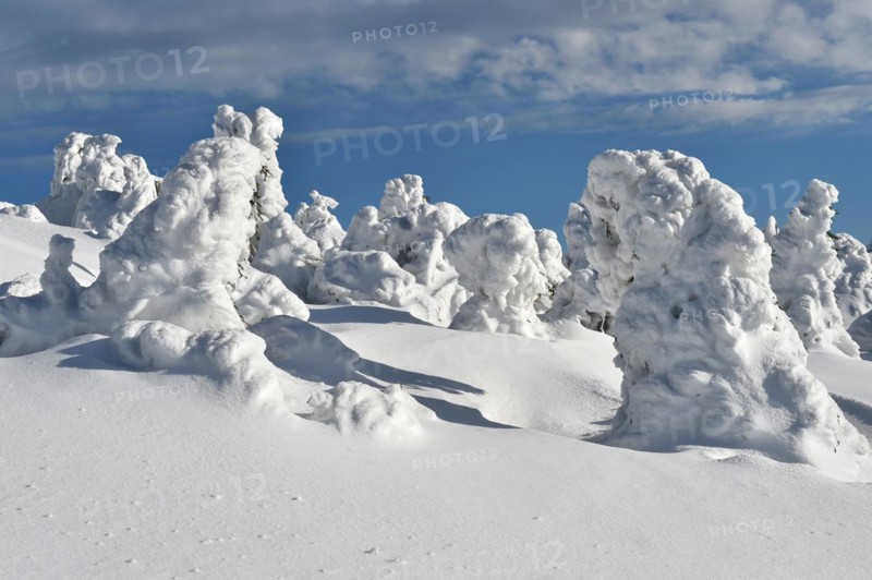 Icy and snowy forest on the Brocken