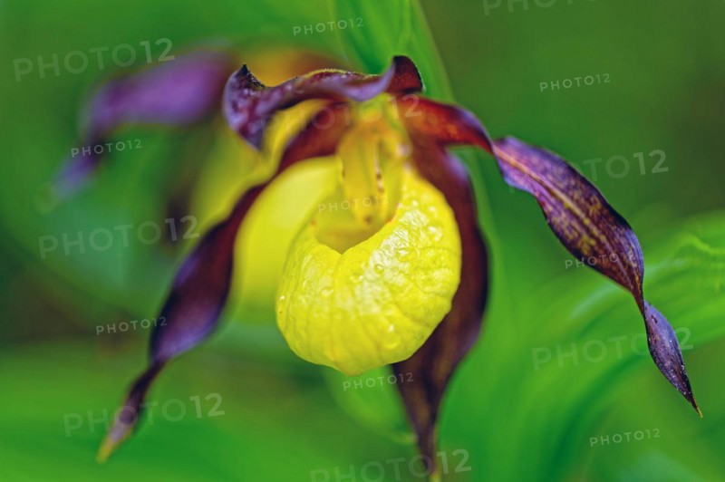 Yellow lady's slipper orchid