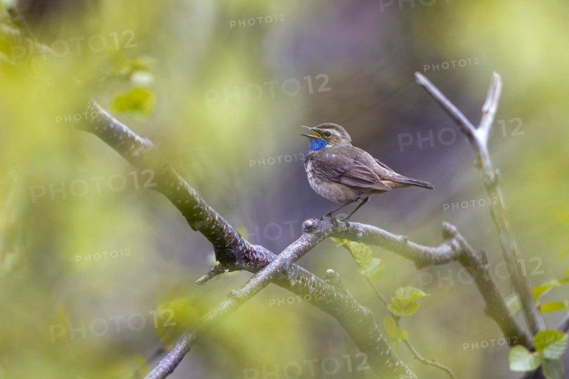 Red-spotted bluethroat