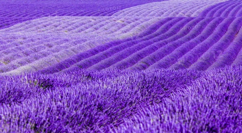 Gentle waves of lavender fields on the Palteau de Valensole