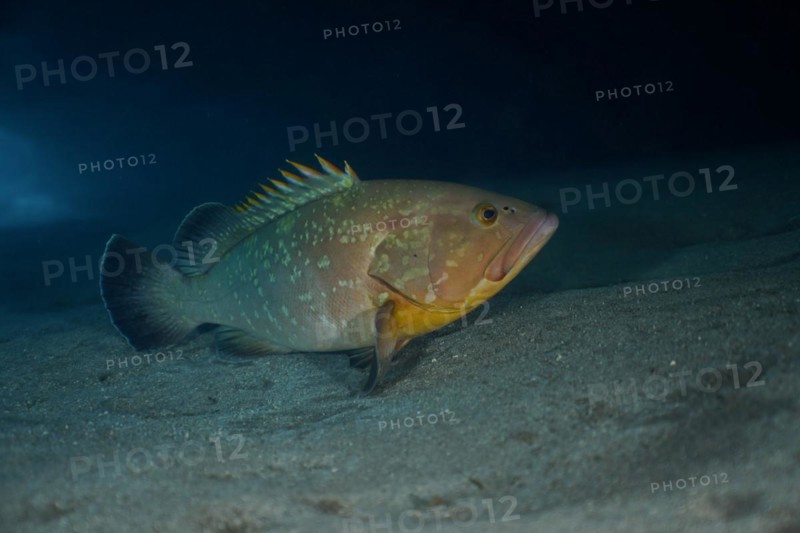 Dusky grouper