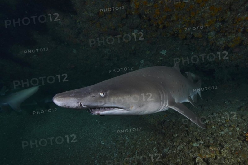 Sand tiger shark