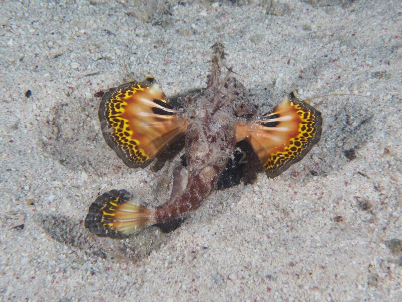 A Red Sea walkman filament devilfish