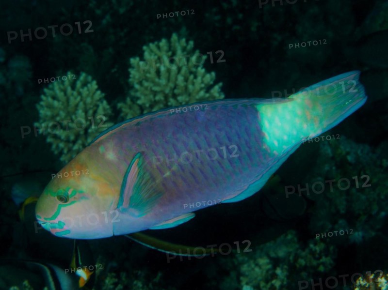 Bullethead parrotfish