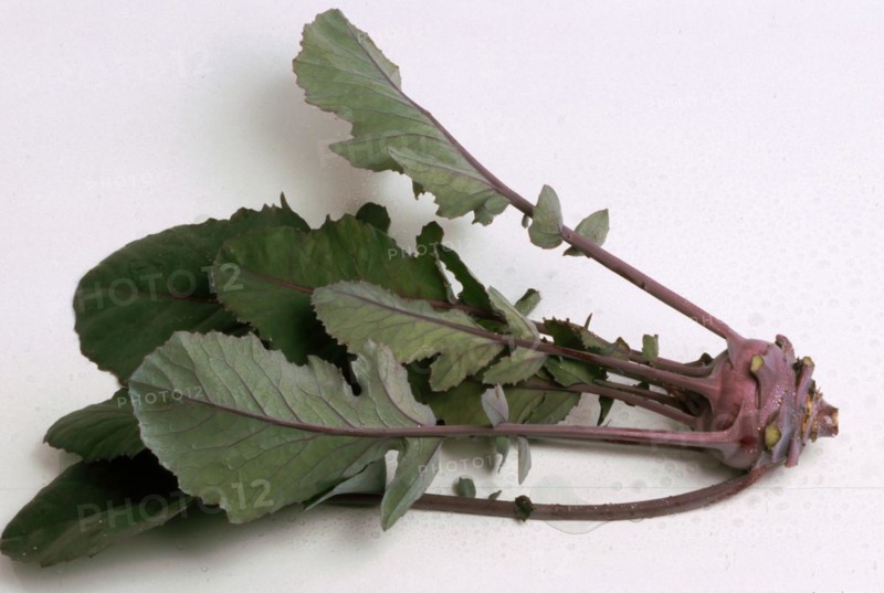Blue kohlrabi