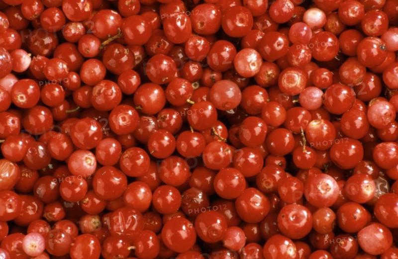 Ripe lingonberry