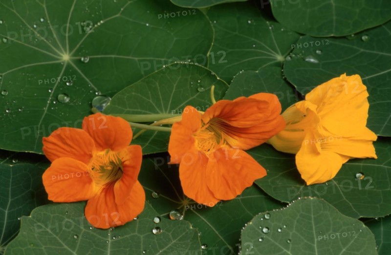 Garden nasturtium