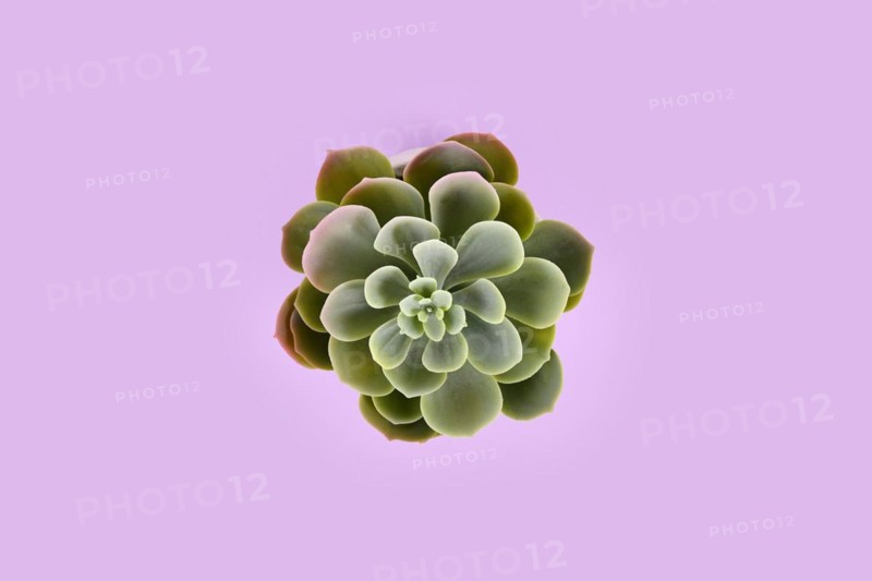Top view of fake Echeveria succulent plant on violet background
