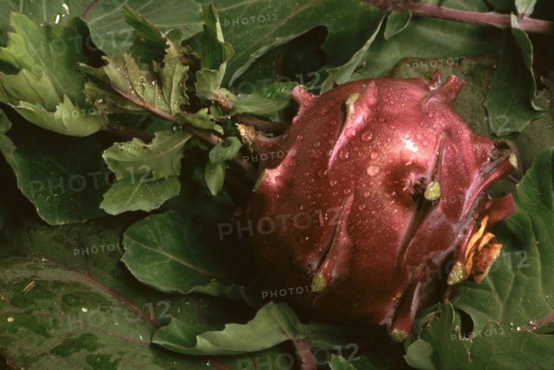 Blue kohlrabi