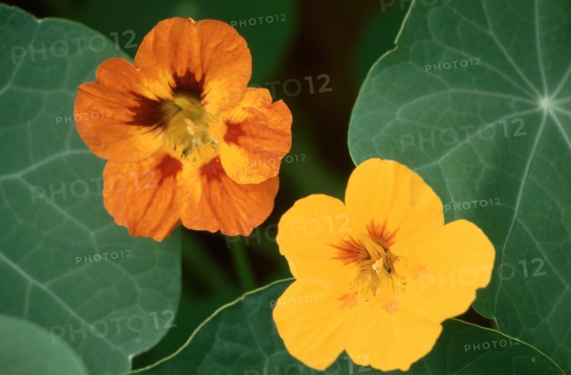 Garden nasturtium