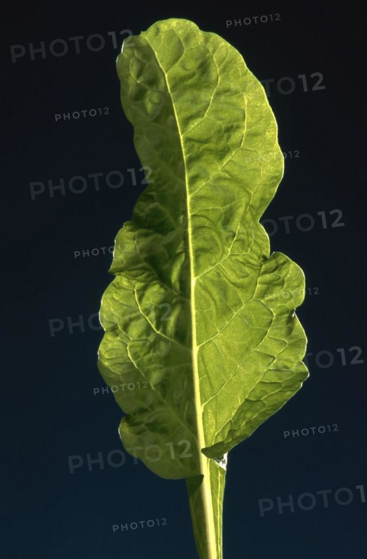 Single leaf of Namenia