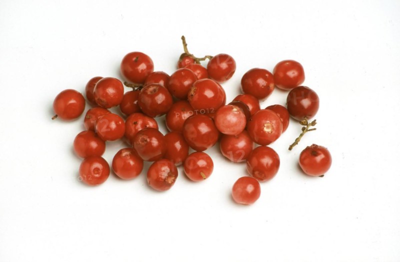 Ripe lingonberry
