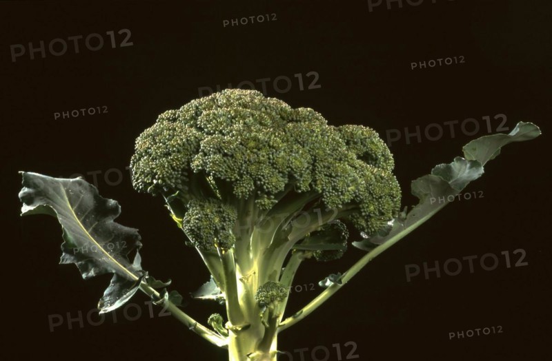 Broccoli