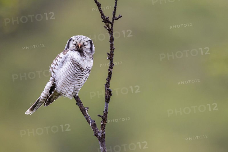 Northern hawk owl