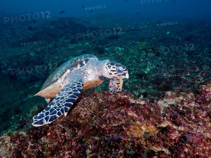 Hawksbill sea turtle
