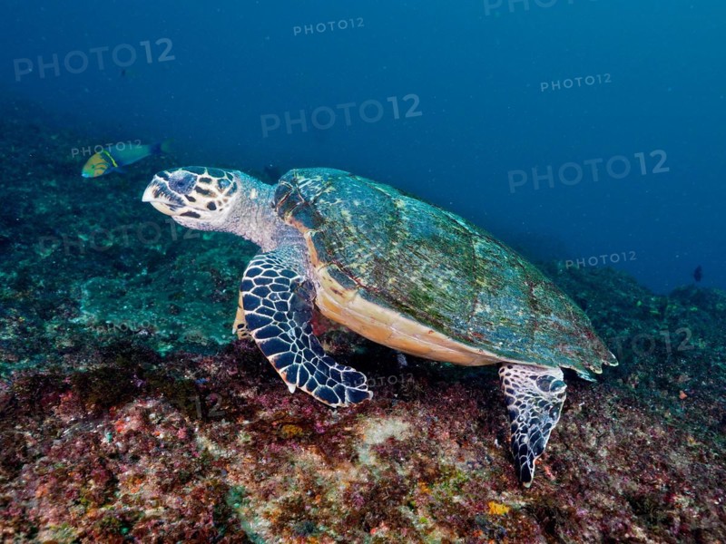 Hawksbill sea turtle
