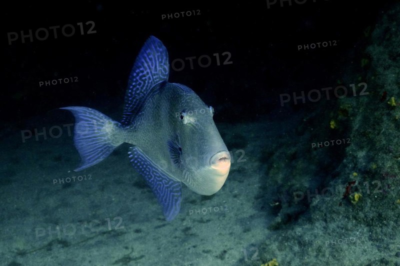 Grey triggerfish
