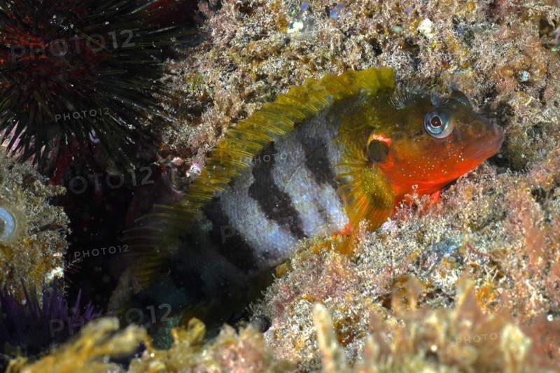 Hairy blenny