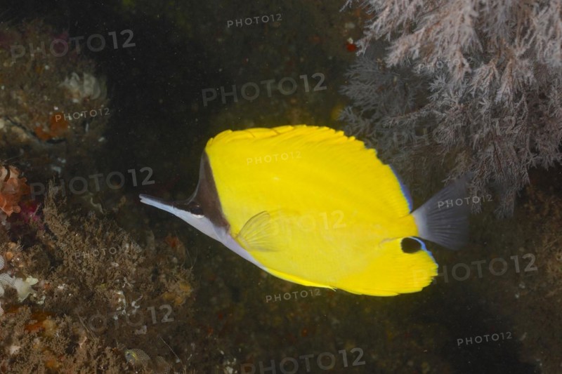 Yellow longnose butterflyfish