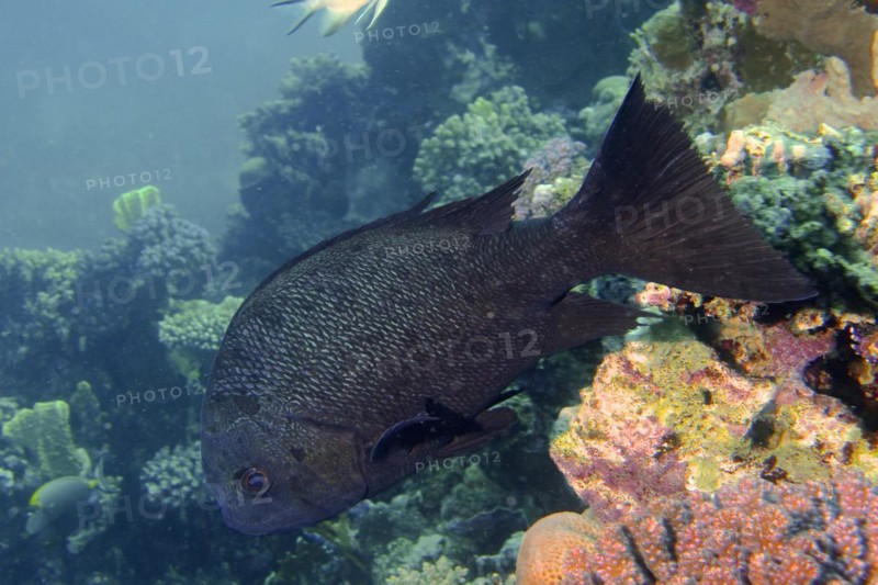 Black and white snapper