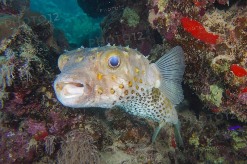 Spotbase burrfish