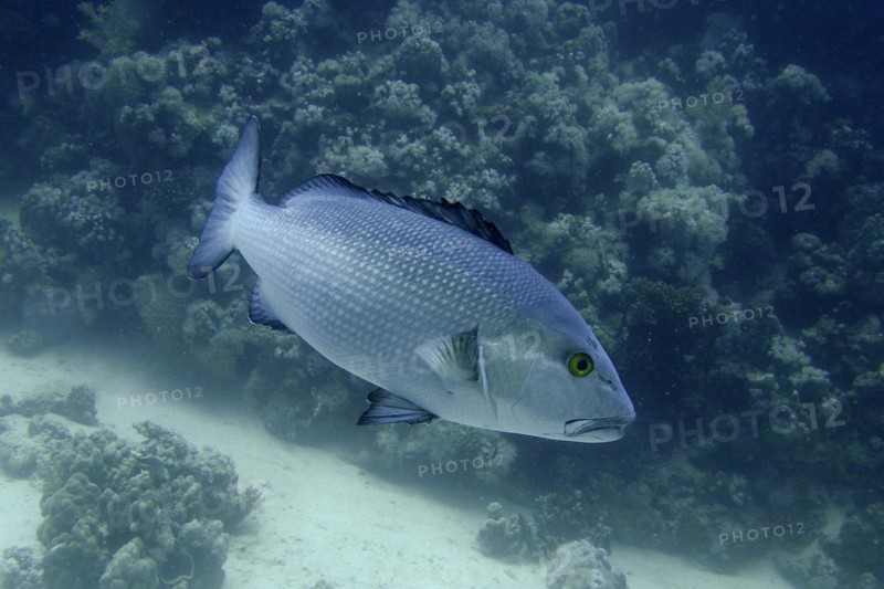 Two-spot red snapper