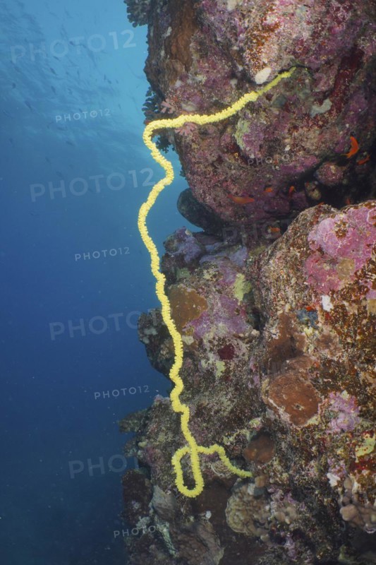 Twisted spiral wire coral