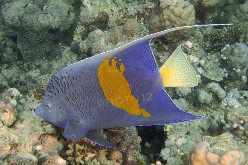 Halfmoon angelfish