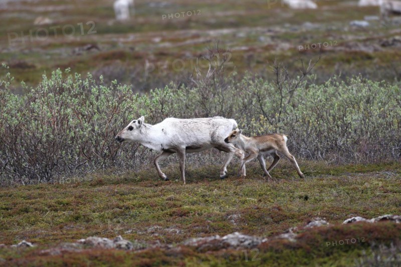 Reindeer
