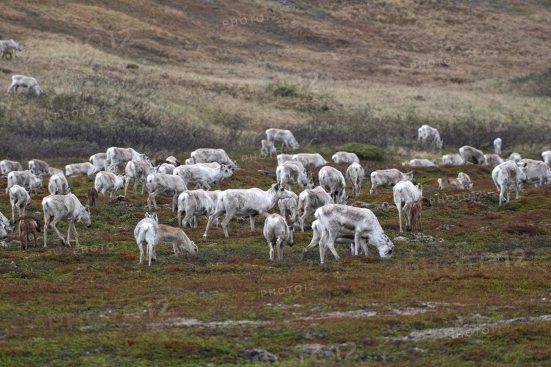 Reindeer