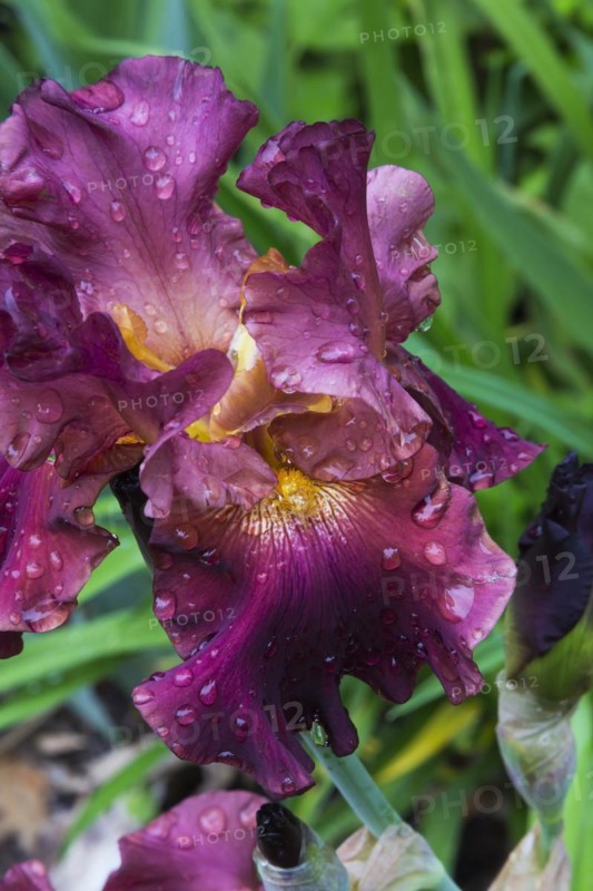 Blauwe Lis Bordeaux Iris