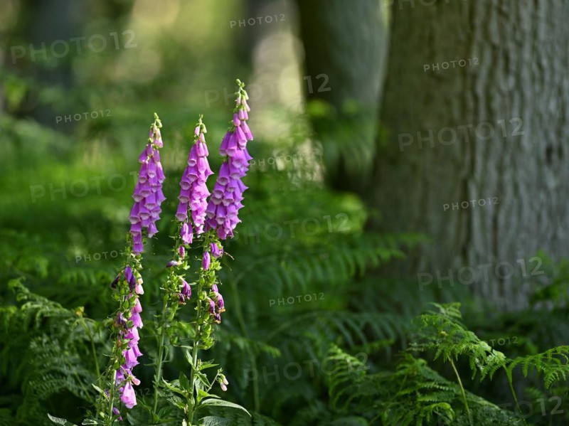 Red digitalis minor