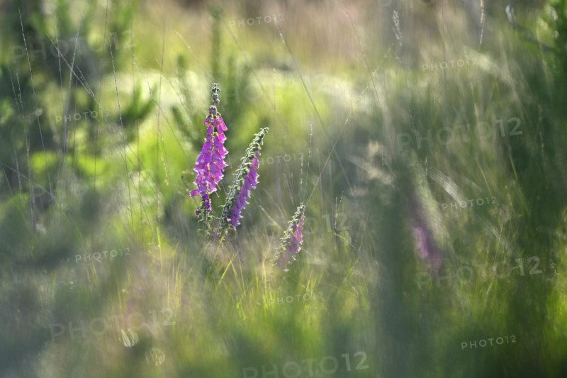 Red digitalis minor