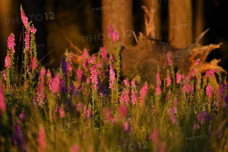 Red digitalis minor