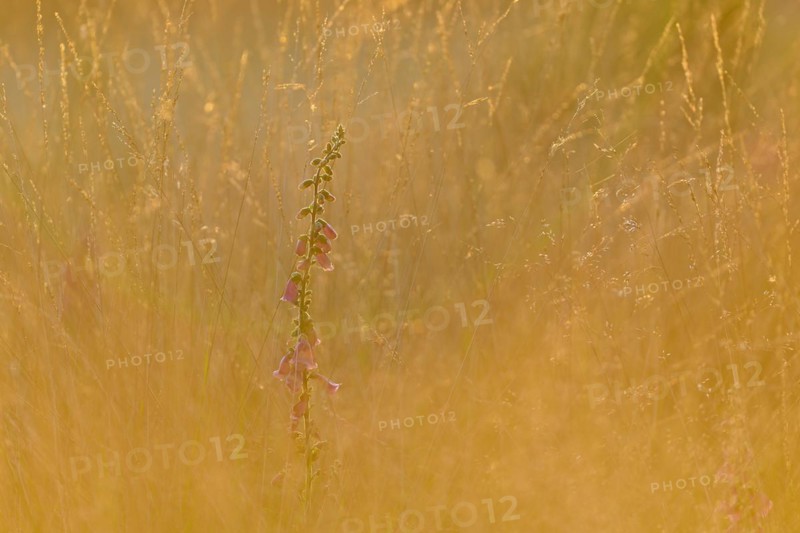 Red digitalis minor