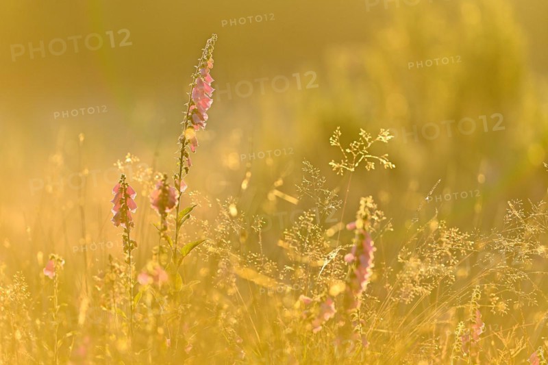 Red digitalis minor
