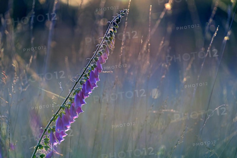 Red digitalis minor