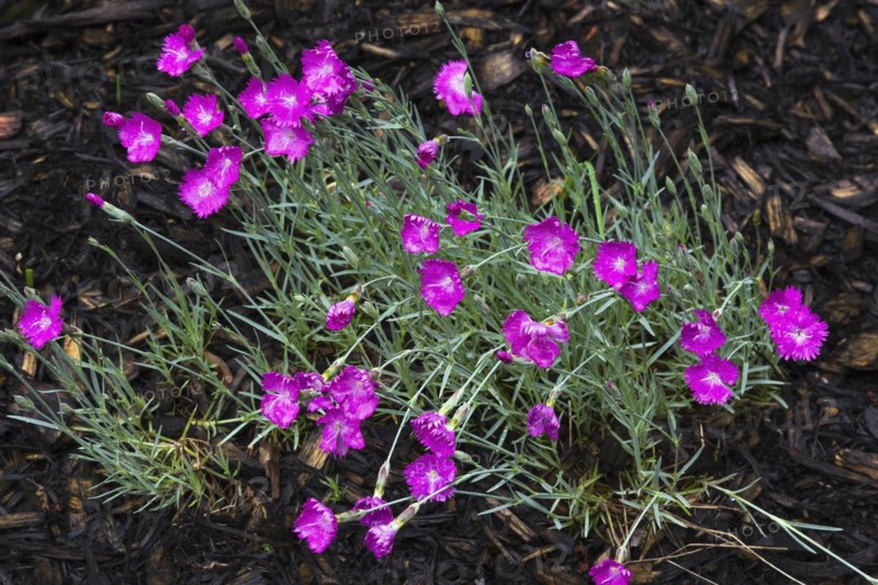Firewitch Carnation