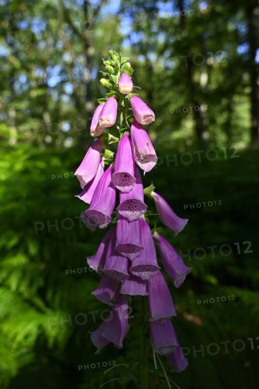 Red digitalis minor