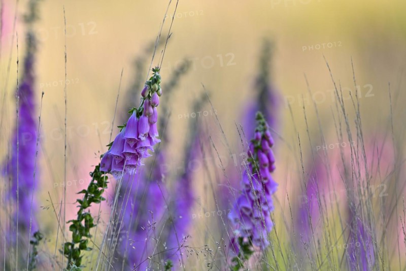 Red digitalis minor